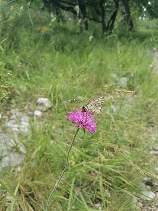 Papillons