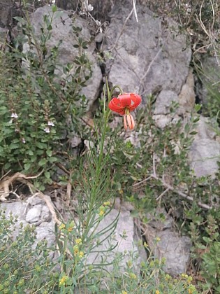 Lis de Pompone