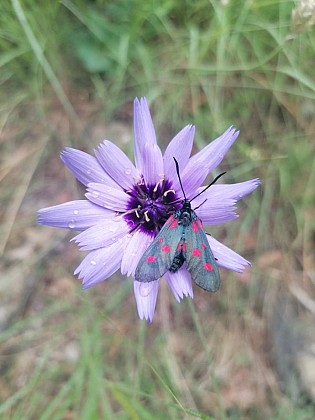 Catananche bleue