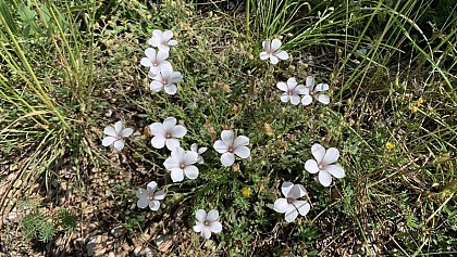 Lin à feuilles de Salsola