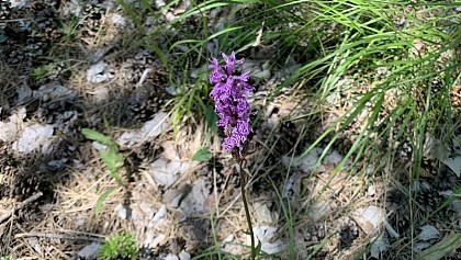 Orchis de Fuchs
