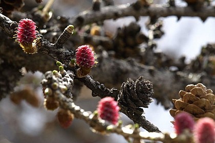 Larch cone