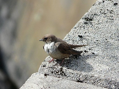 Hirondelle des rochers