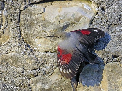 The Wallcreeper