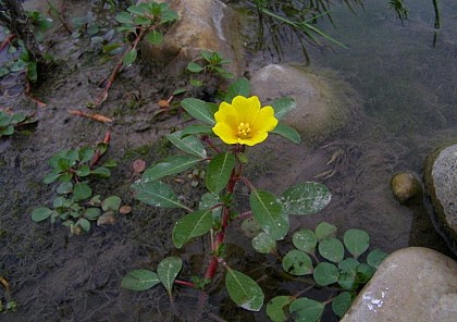 The Water Primrose, a nuisance plant