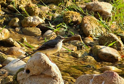 a wetland is a needed area: let's take action!