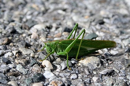 The Great Green Bush-Cricket