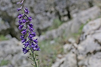 The Larkspur