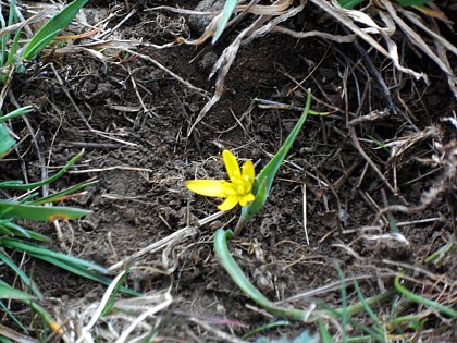 Exceptional lawns on the ridges