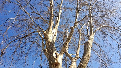 Alerte orange sur les Platanes