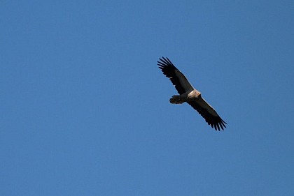 Vulture protected vautour