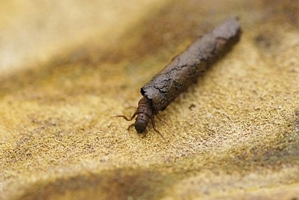 Les Trichoptères et leurs étuis