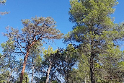 Forêt source d'eau pure