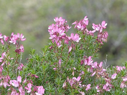 La biodiversité est partout