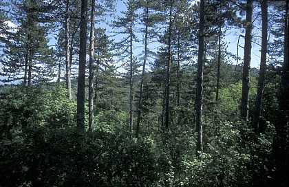 Forêt de Pélicier, plantée et spontanée