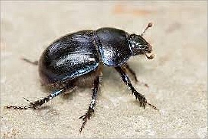Un insecte sur une boule de m...