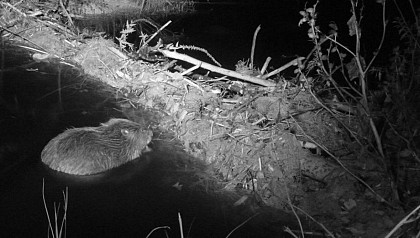 La ripisylve, un concentré de vie !