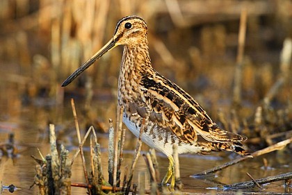 Oiseaux d’eau et des zones humides
