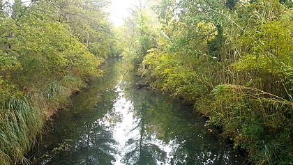 Les milieux humides du Vieux canal