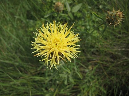 Cornflower’s cousin