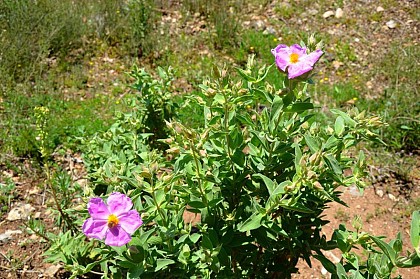 The Cottony Rockrose