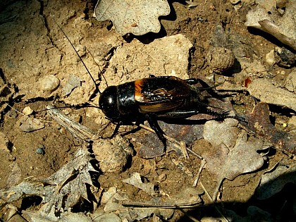 A true Provençal singer