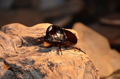 Le rhinocéros ne vis pas qu'en Afrique