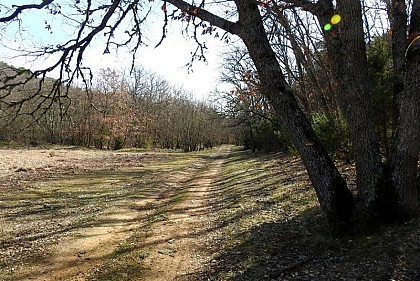 Auprès de mon arbre