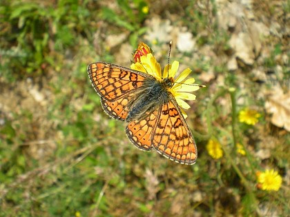 Le jardin des papillons