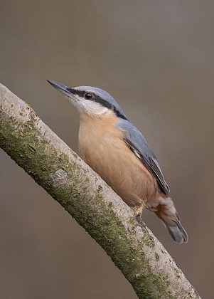 La Sittelle torchepot, oiseau acrobate