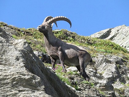 Bouquetin des Alpes