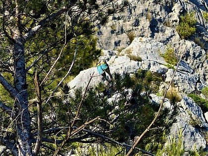 The European bee-eater