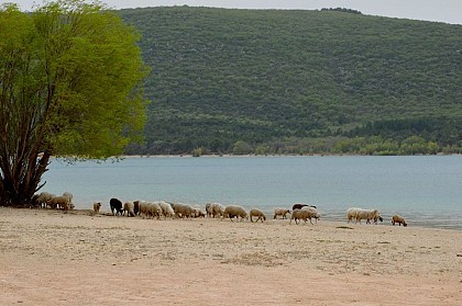 Pastoralisme d'eau douce