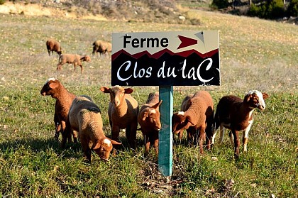 Les agneaux sont clos