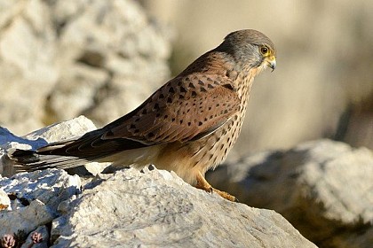 Le faucon crécerelle