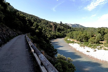 Le rôle essentiel des ripisylves