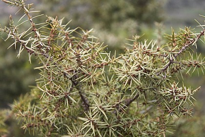 Three types of juniper on Devès!