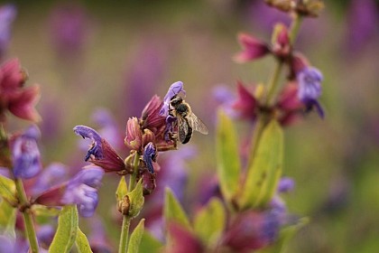 Pas de monde sans abeilles