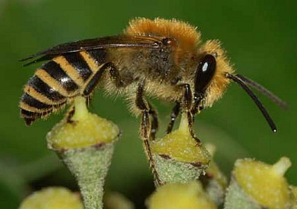 Ivy flowers, friend of the bees!