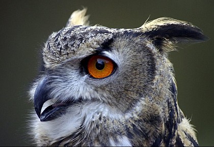Bubo, the European eagle-owl