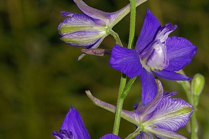 Rare and sensitive, I am ...