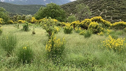 Spartier à tiges de jonc ou Genêt d'Espagne