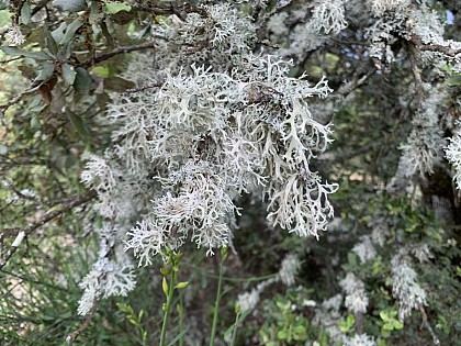 Evernia prunastri