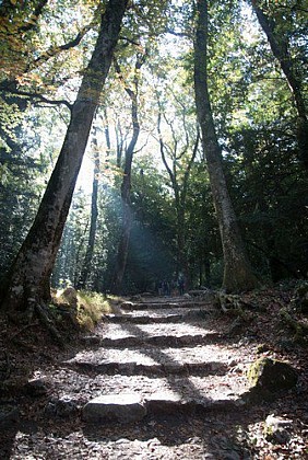La forêt "relique"