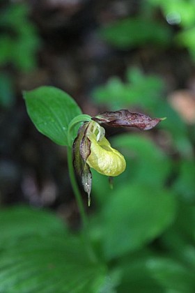 Natura 2000 ange gardien de cet écrin naturel