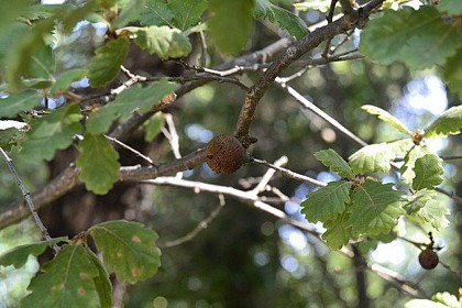 Ces étranges protubérances...