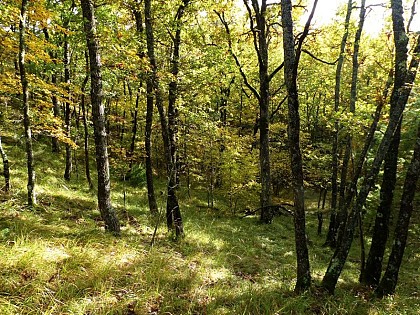 Chênes sessile de la forêt de Fuyara