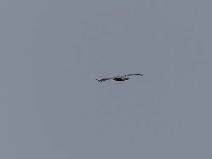 Griffon vulture