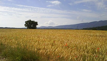 Flowering plants, the Luberon gem