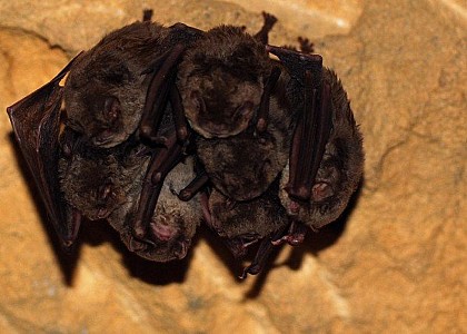 The Common Bent-wing Bat